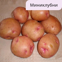 Сорт Чародей розовый МК (1шт)