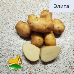 Сорт Чародей Э (1кг)