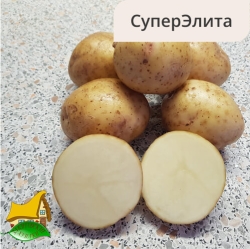 Сорт Невский СЭ (1кг)