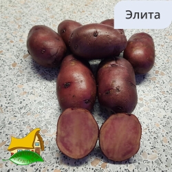 Сорт Сюрприз Э (1кг)