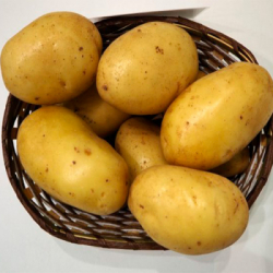 Сорт Исетский ППР (1шт)