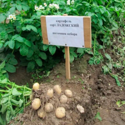 Сорт Ладожский ССЭ (1кг)