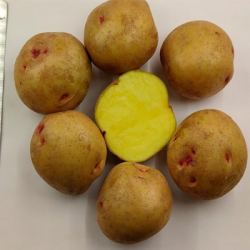 Сорт Счастье СЭ (1кг)