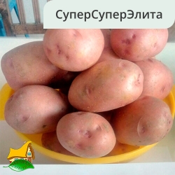 Сорт Сердолик ССЭ (1кг)