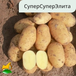 Сорт Суворовский  ССЭ (1кг)