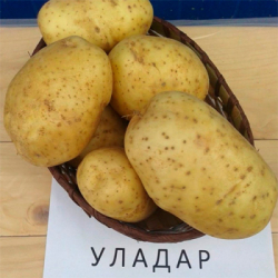 Сорт Уладар МК (1шт)