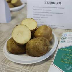 Сорт Зырянец ППР (1шт)